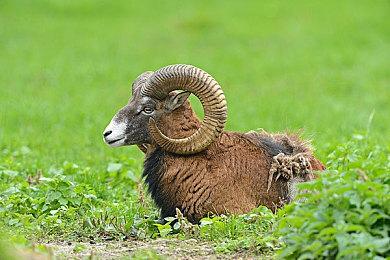 HYBE IM将负责《Project Torcch》在韩国、日本的发行